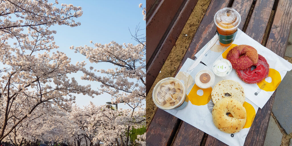enjoying cherry blossoms picnic korea spring