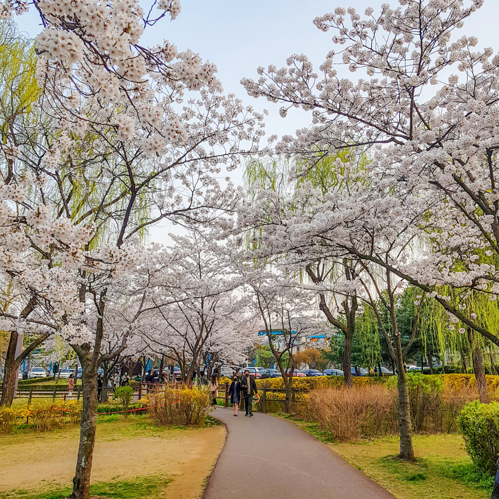 people walking under cherry blossoms in korea spring season