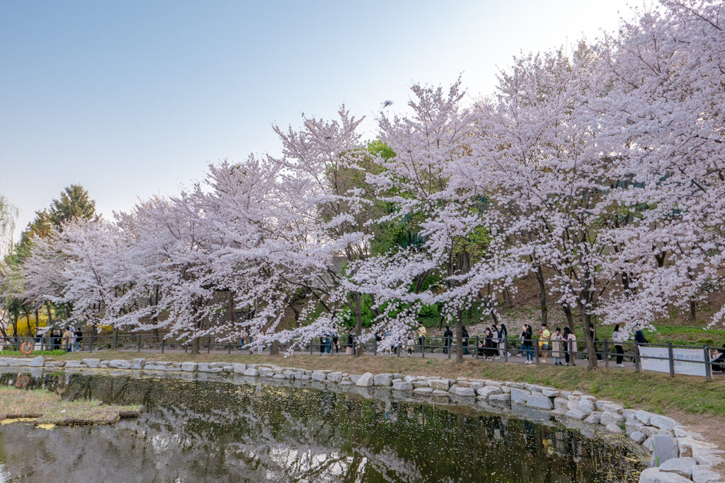 cherry blossoms blooming along a lake in korea during spring